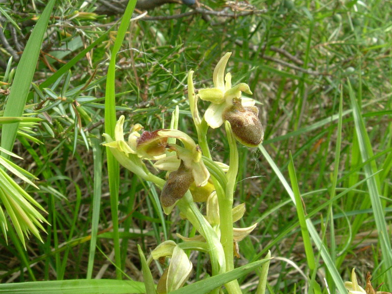 Ophrys sphegodes